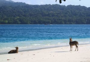 THE DEER LOVES THE BEACH; ONLY HAPPEN ON PEUCANG ISLAND