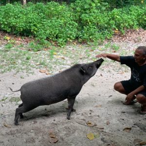 STAYING SAFE AROUND WILD BOAR WHILE VISITING PEUCANG ISLAND