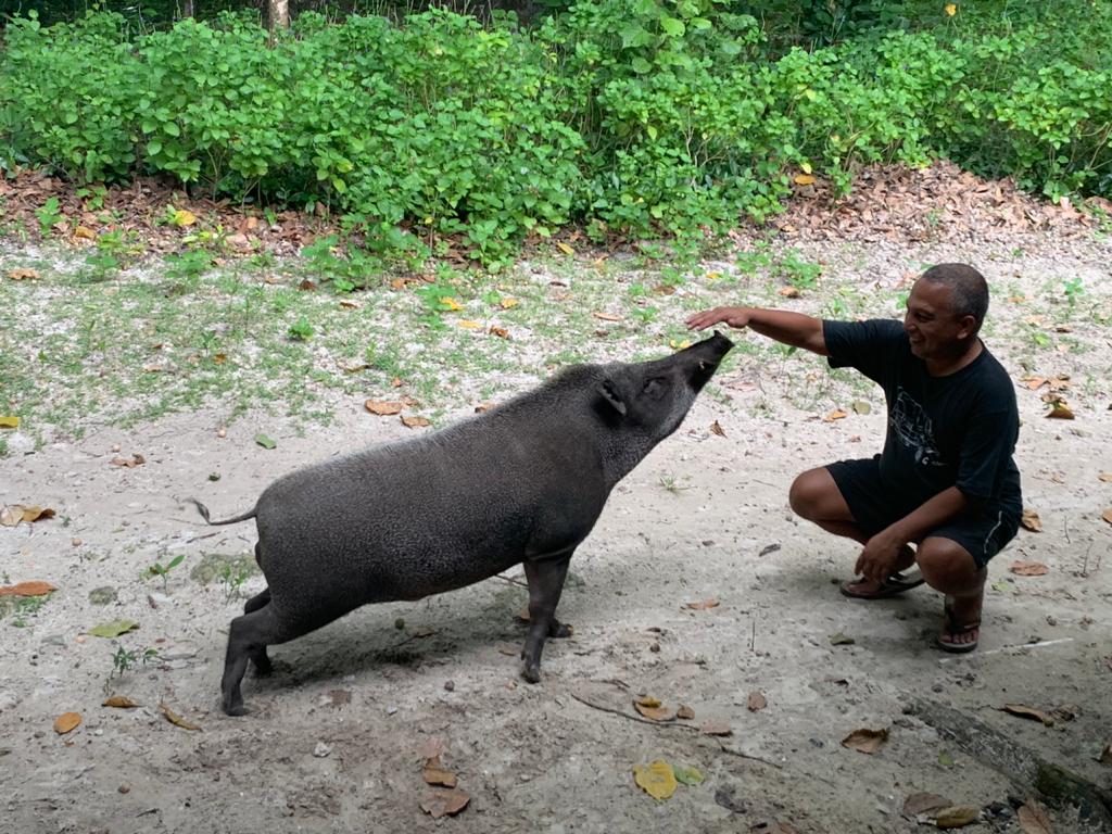 STAYING SAFE AROUND WILD BOAR WHILE VISITING PEUCANG ISLAND