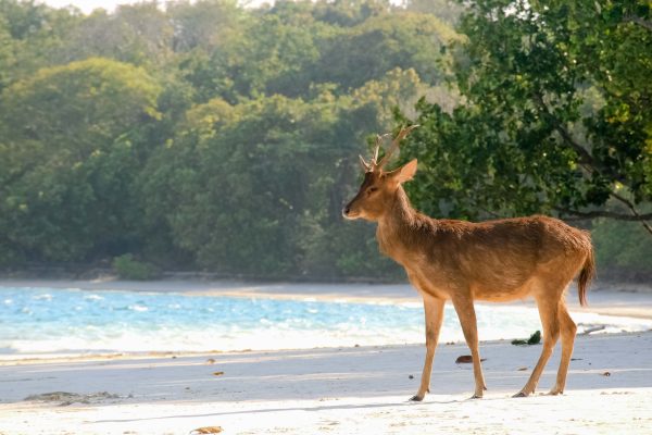THE DEER LOVES THE BEACH; ONLY HAPPEN ON PEUCANG ISLAND