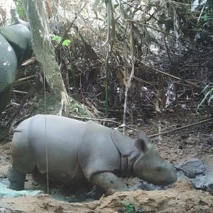 Javan Rhino Population Continues To Grow