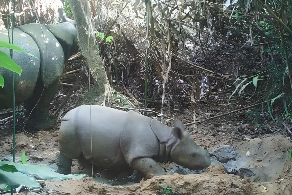 Javan Rhino Population Continues To Grow