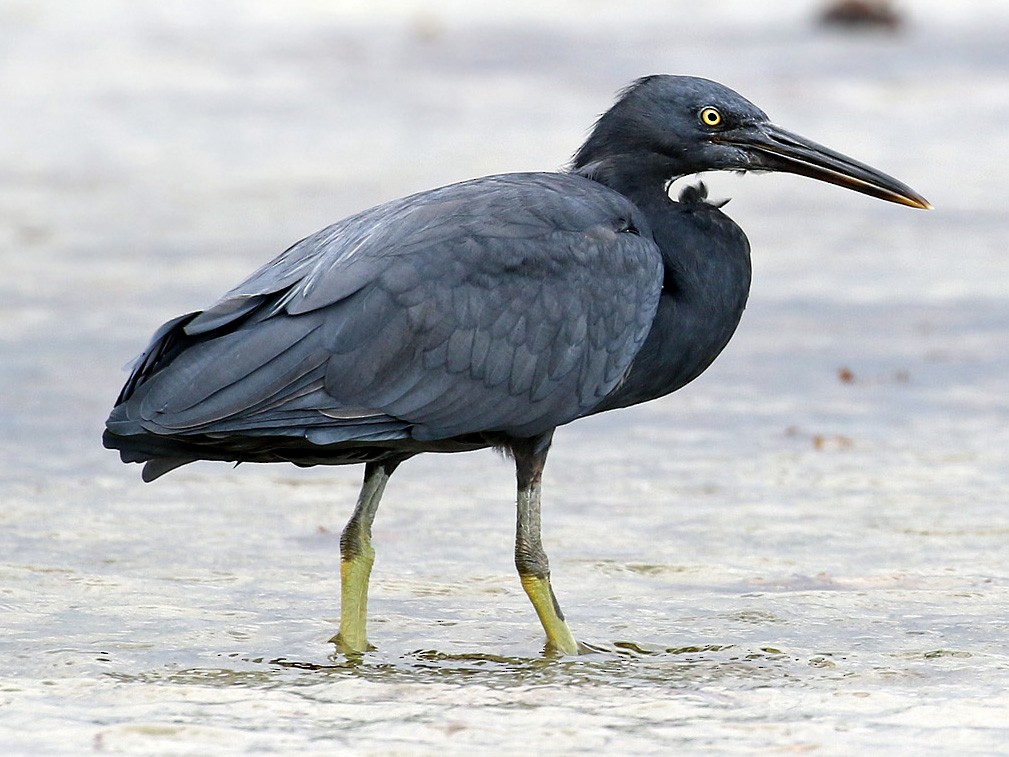 Several list of birds that you can find on Peucang Island