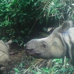 Javan Rhino Wonderful Facts