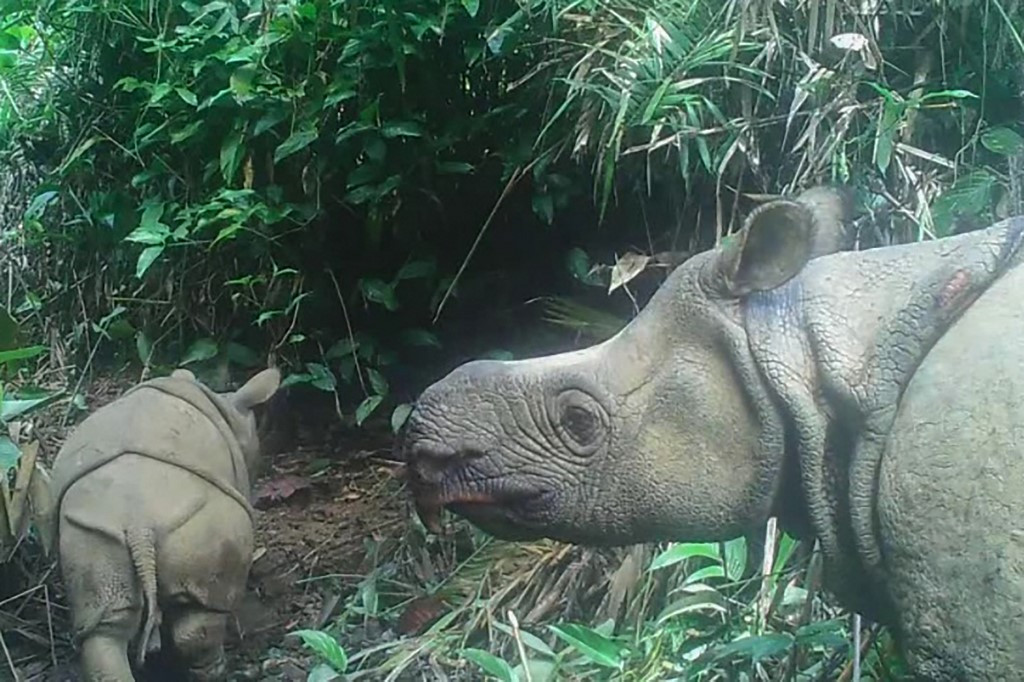 Javan Rhino Wonderful Facts