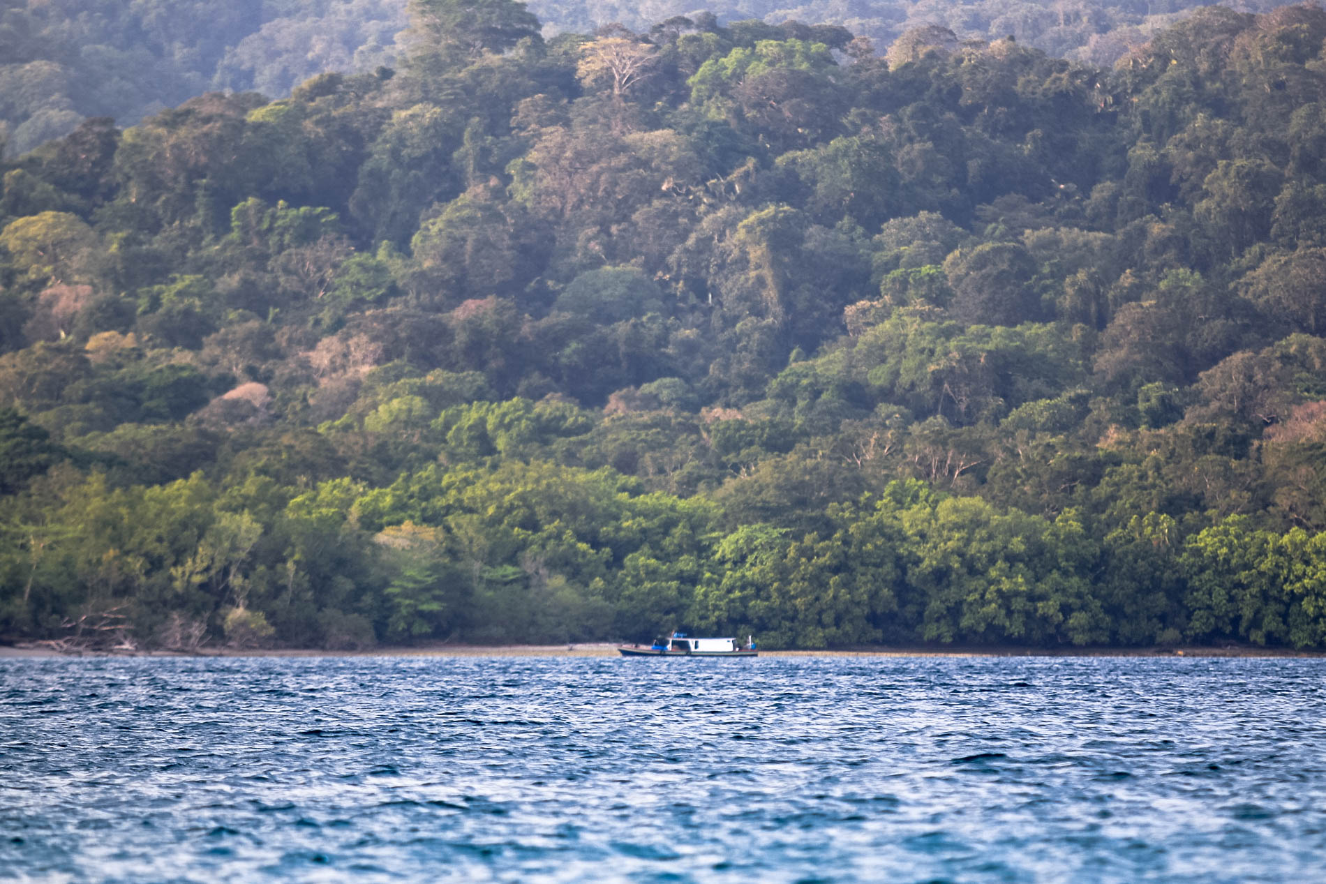 Ujung Kulon: A Global Benchmark for Conservation￼￼